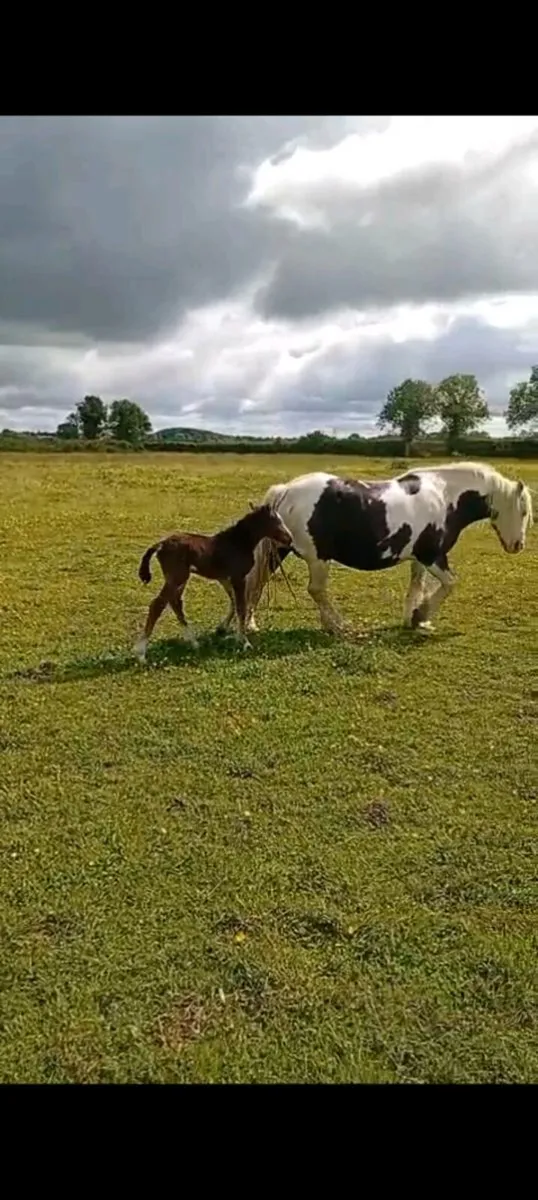 Mare and filly foal - Image 4
