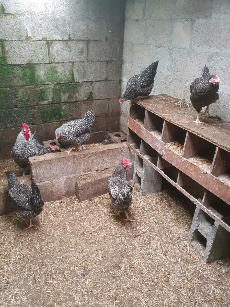 Hens/pullets available every day in kildare - Image 4