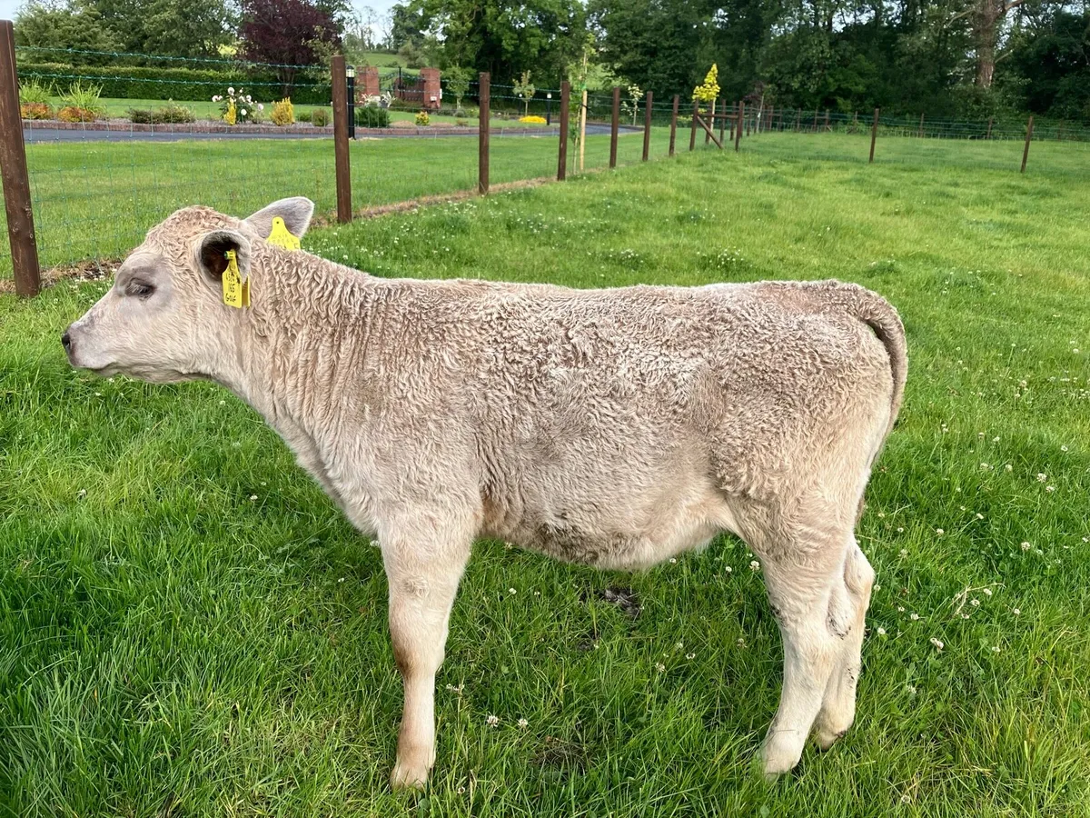 Charlie calve - Image 1