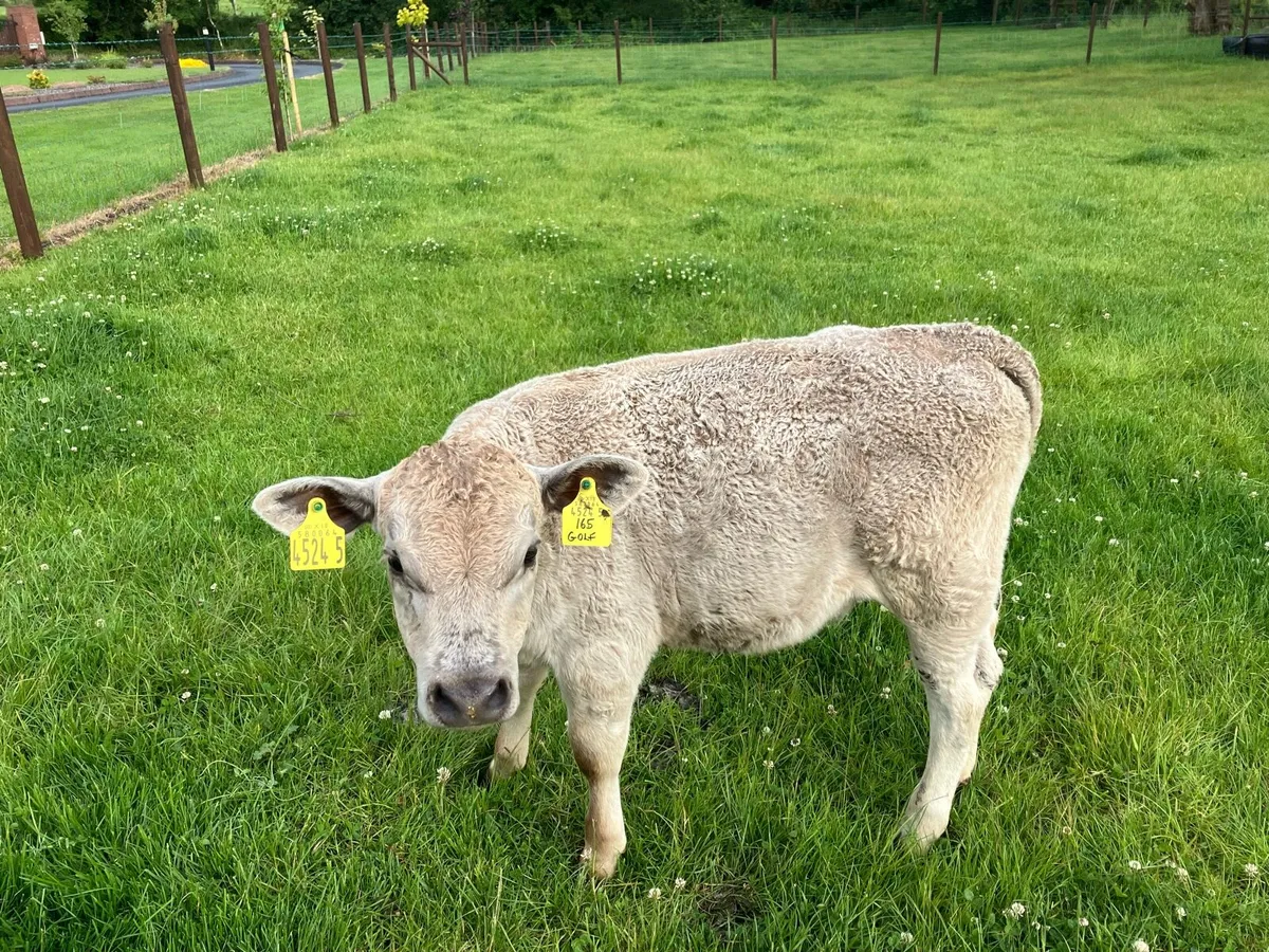 Charlie calve - Image 2