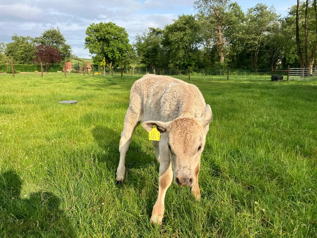 Charlie calve - Image 3