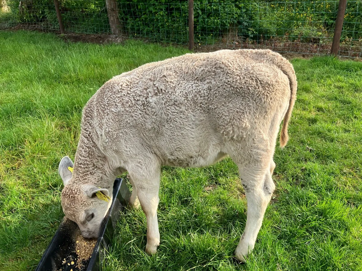 Charlie calve - Image 4