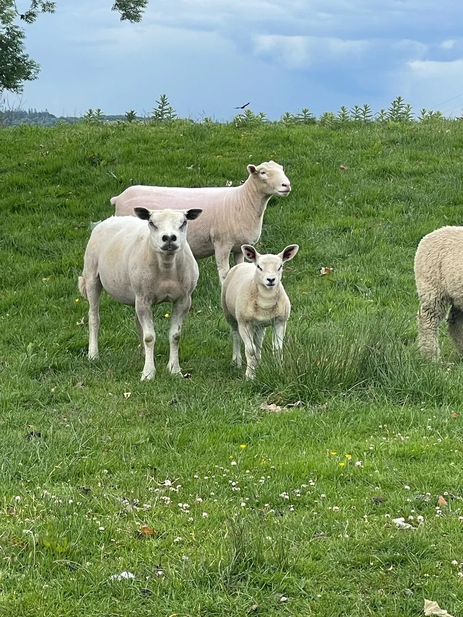 Texel ewe lambs at foot - Image 1