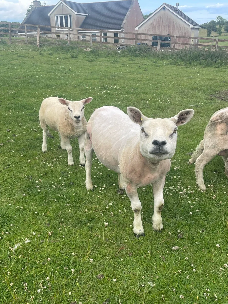 Texel ewe lambs at foot - Image 2