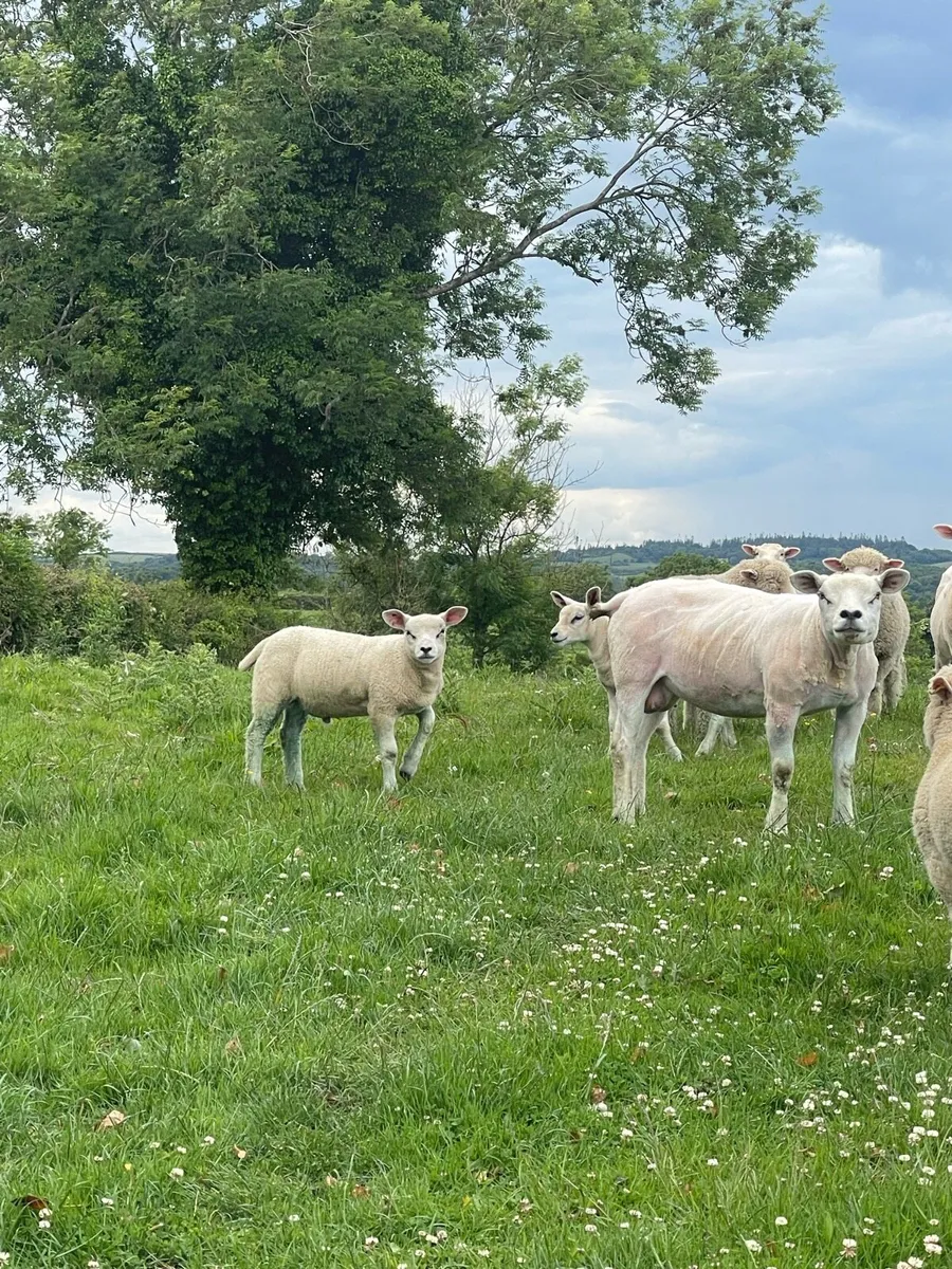 Texel ewe lambs at foot - Image 3