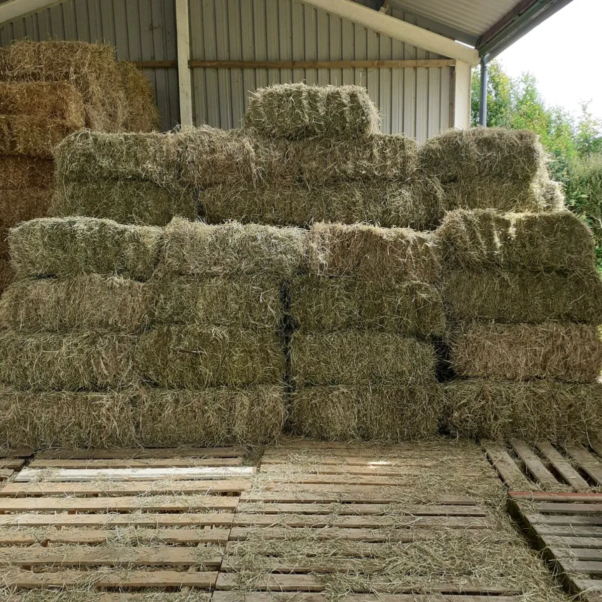 Horse hay. - Image 1