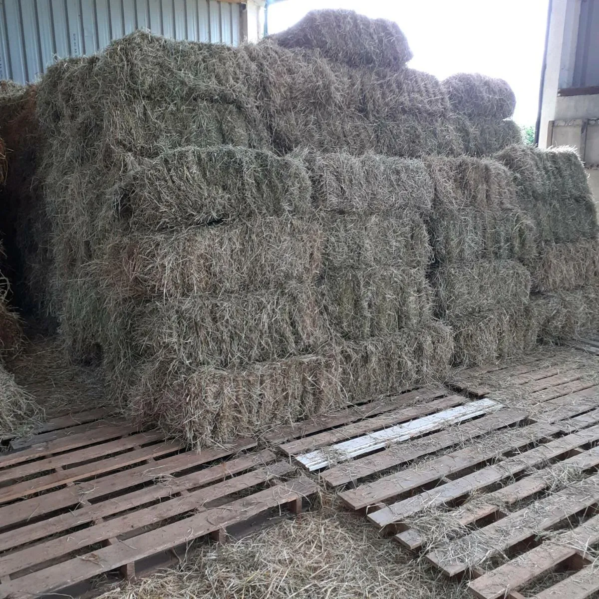 Horse hay. - Image 3