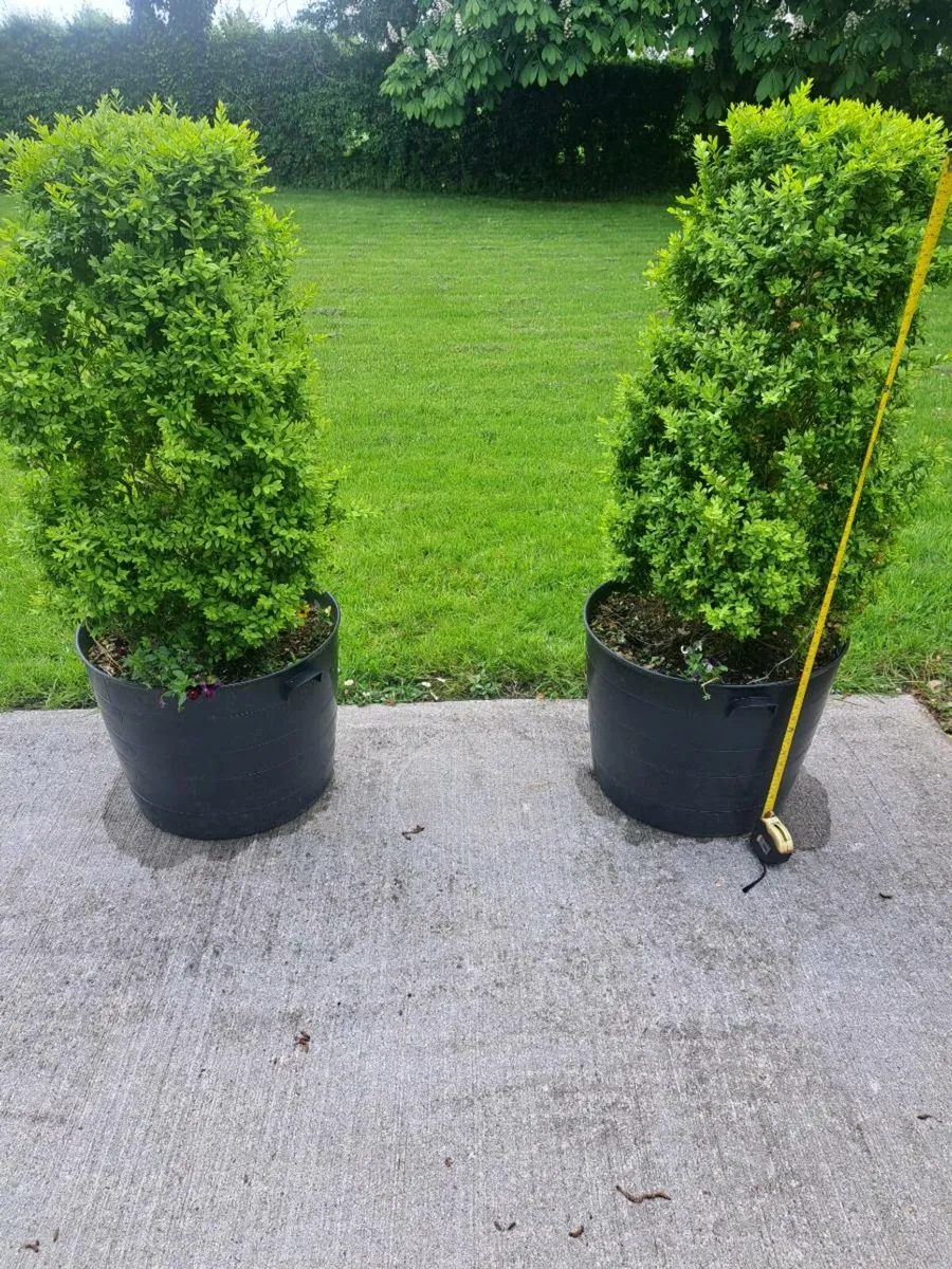 Buxus trees - Image 1