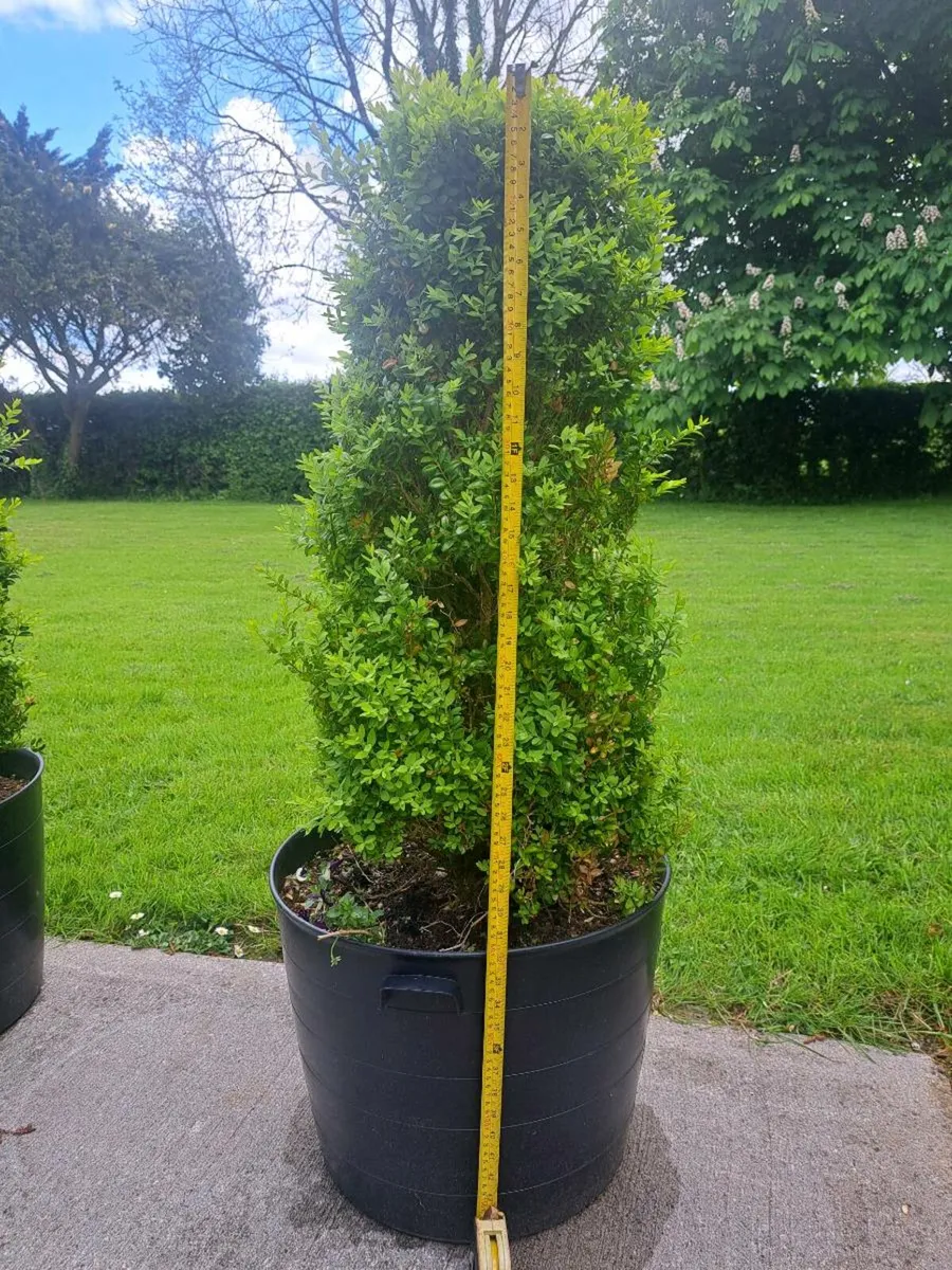 Buxus trees - Image 2