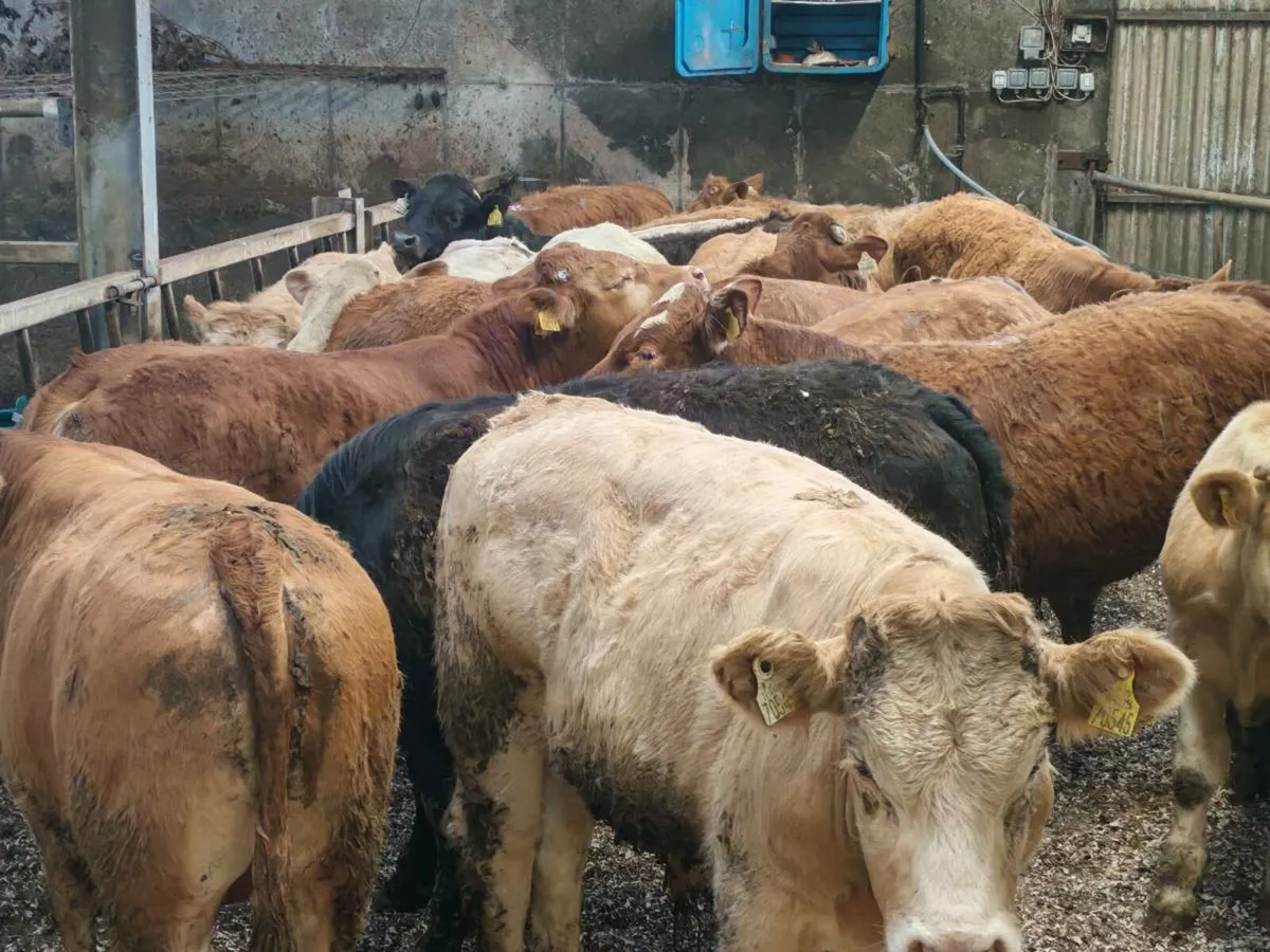 20 Bullock's 350 kgs - Image 1
