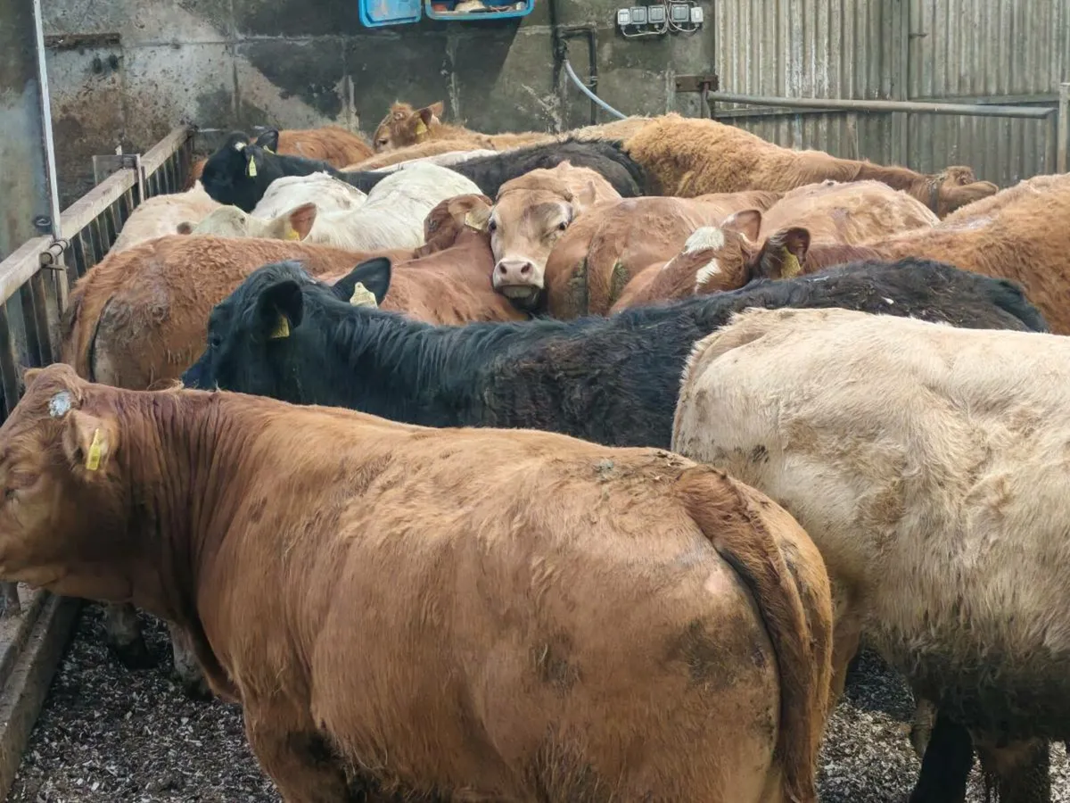 20 Bullock's 350 kgs - Image 2