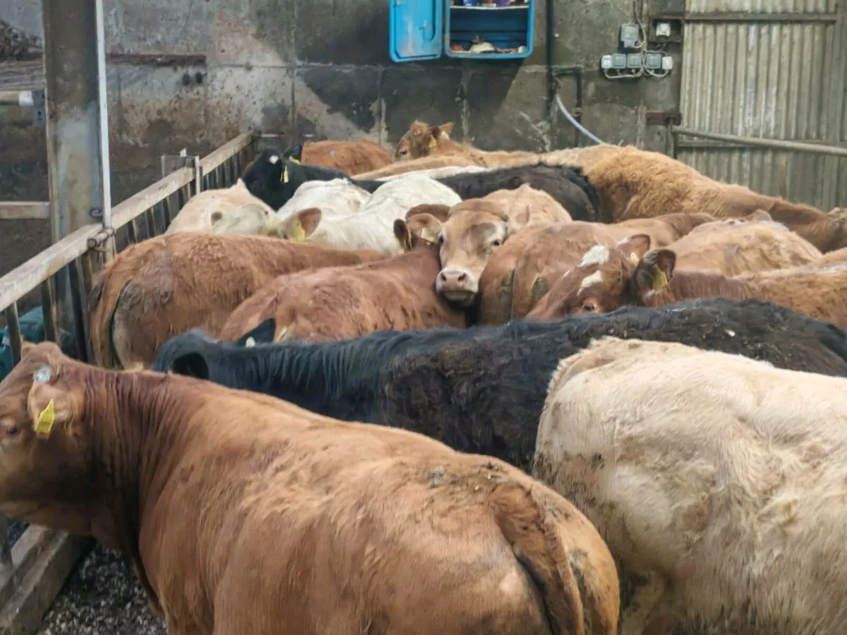 20 Bullock's 350 kgs - Image 3