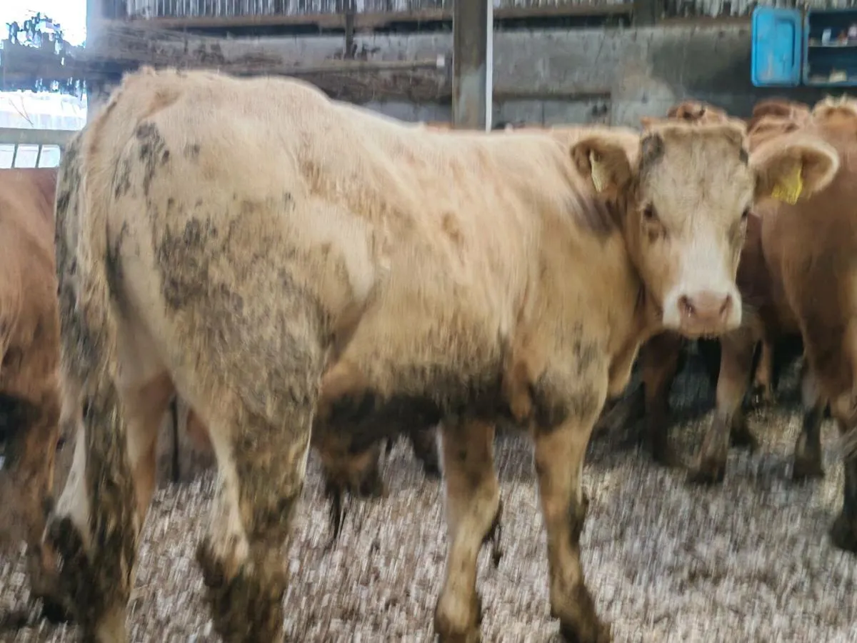 20 Bullock's 350 kgs - Image 4
