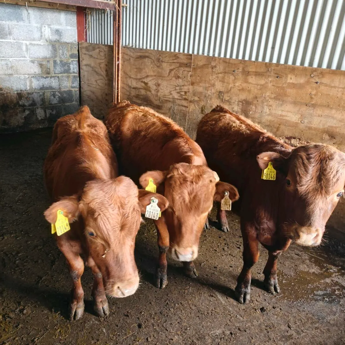 Dexter in calf cows - Image 2
