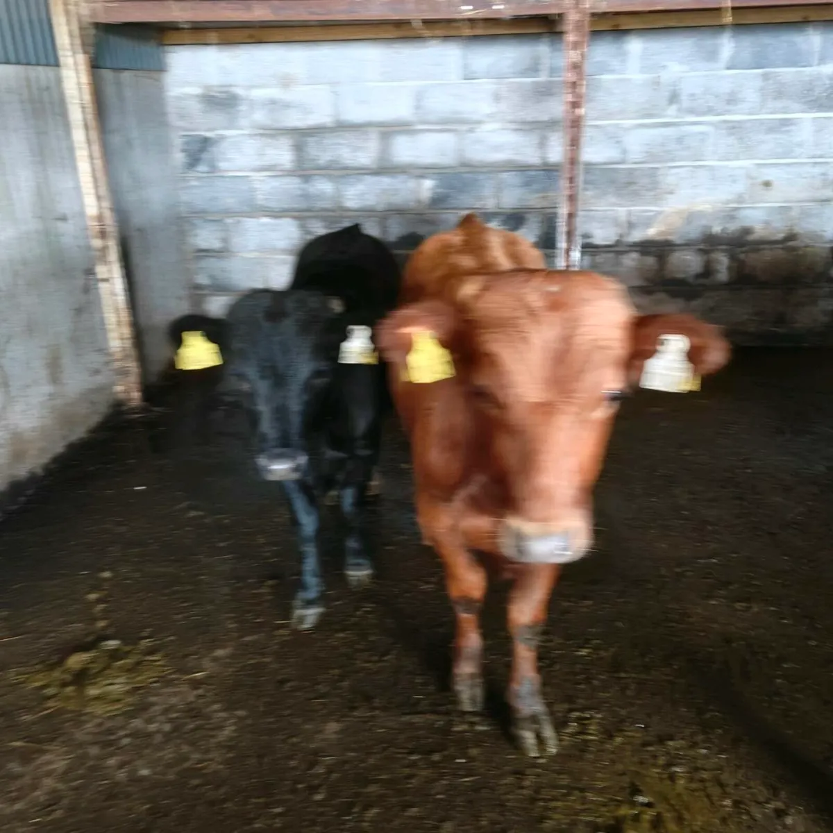 Dexter in calf cows - Image 3