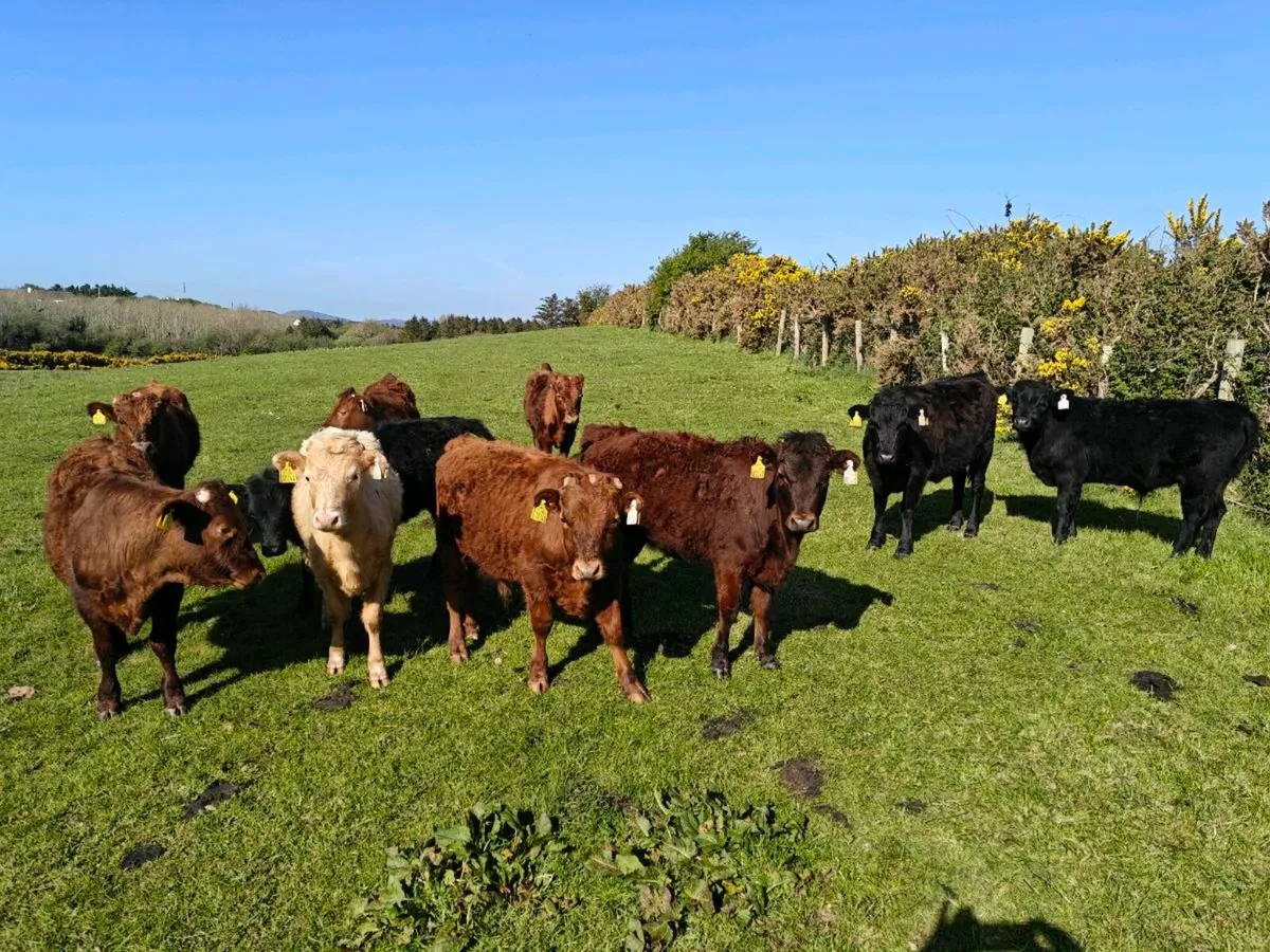 Dexter in calf cows - Image 4