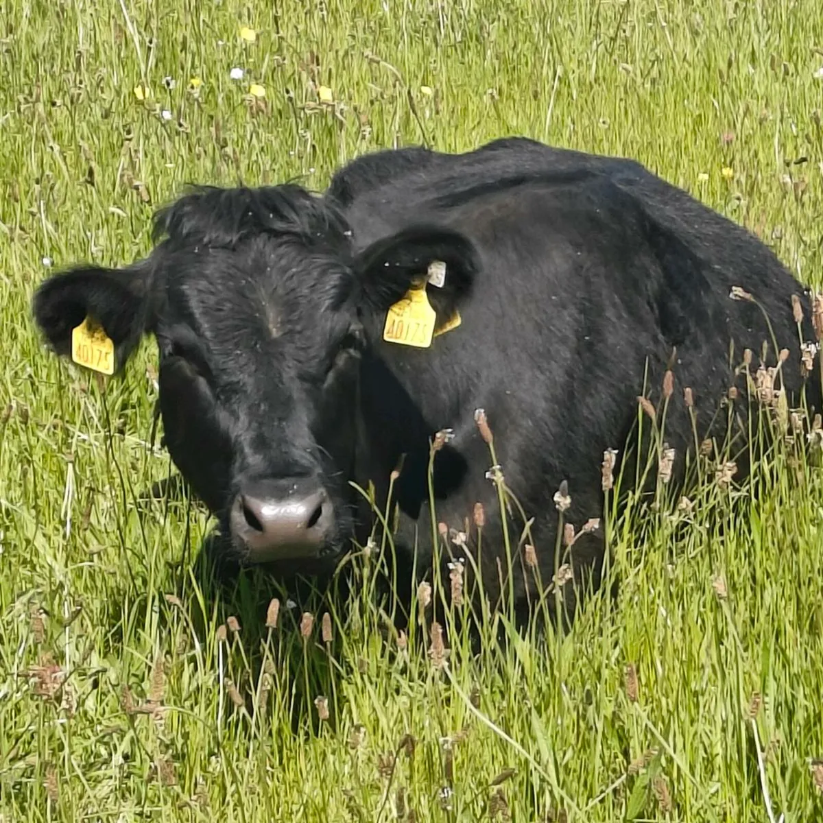 Dexter in calf cows - Image 1