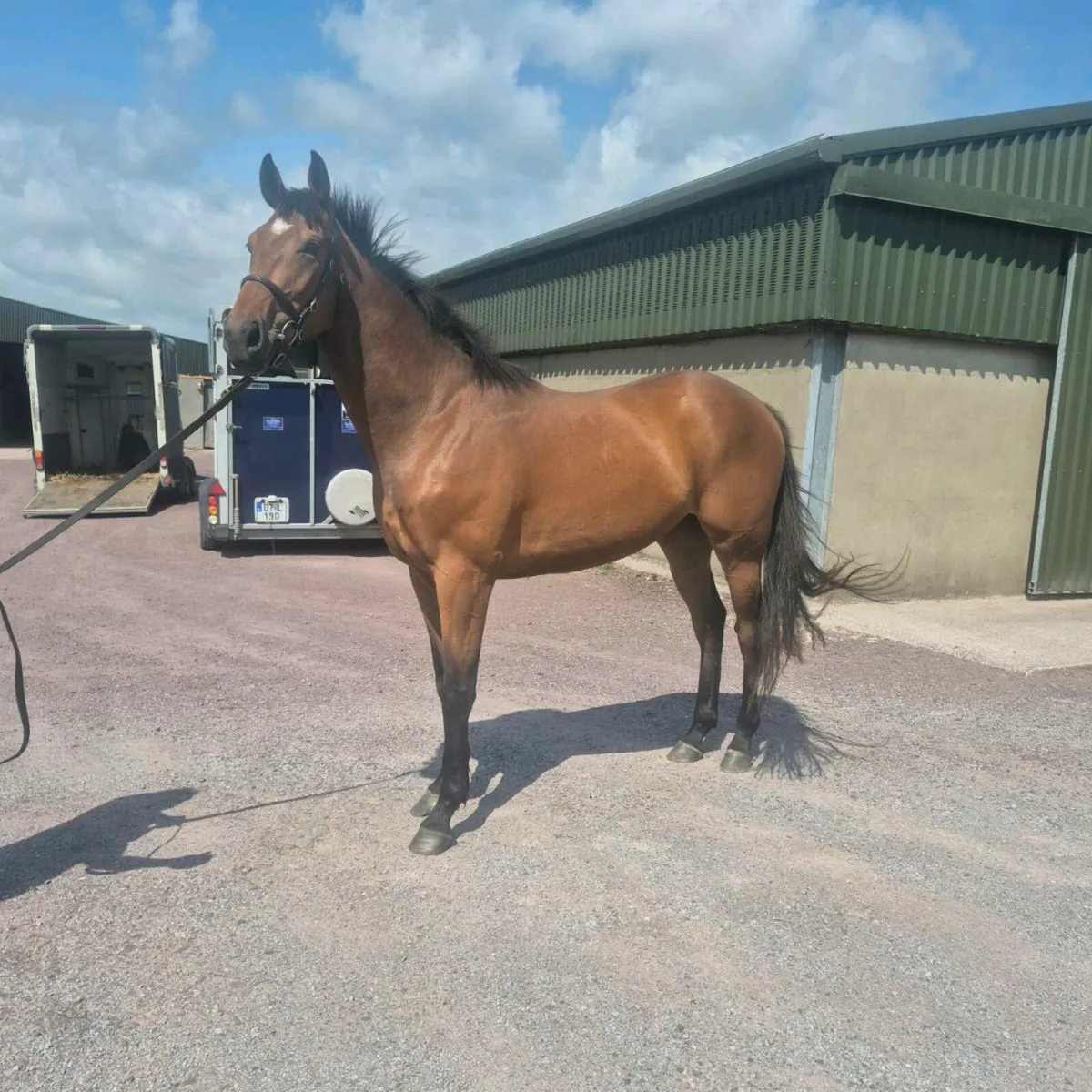 3year old TIH Gelding - Image 1