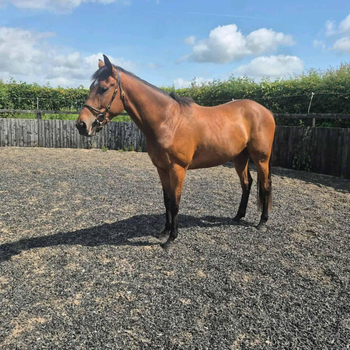3year old TIH Gelding - Image 2