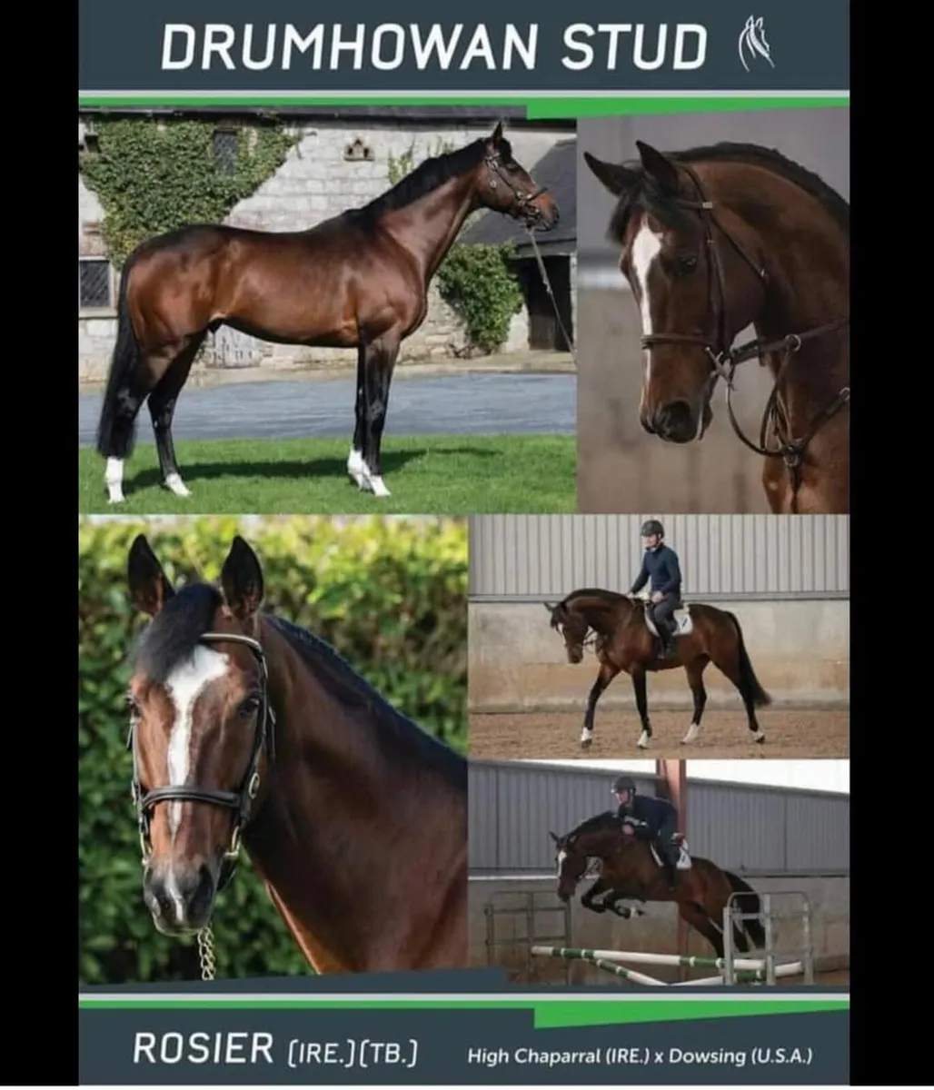 3year old TIH Gelding - Image 3