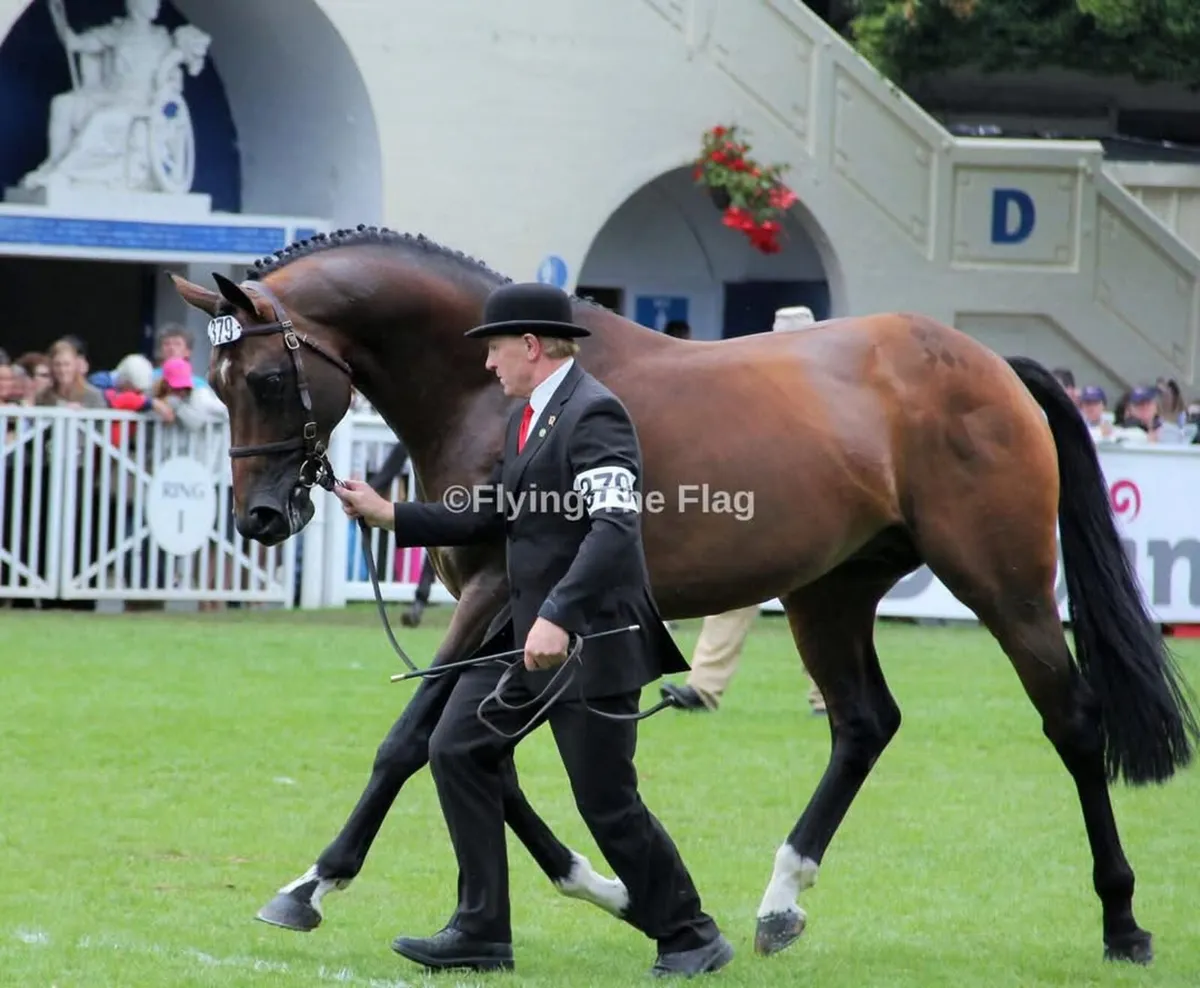 3year old TIH Gelding - Image 4