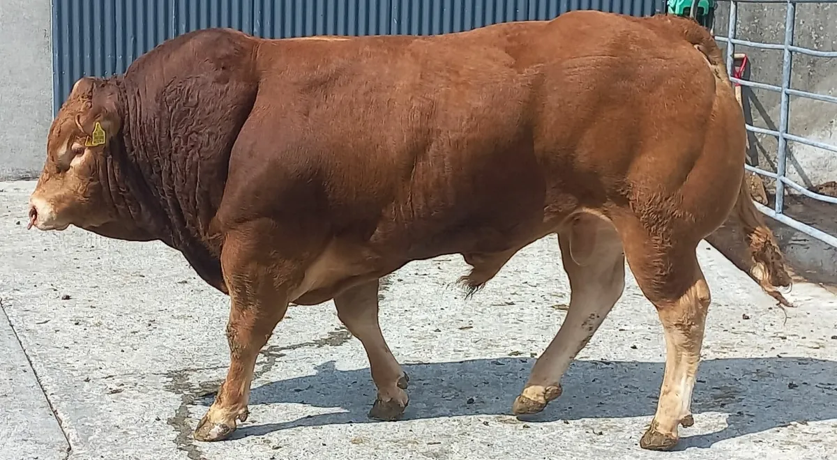 2 powerful PBR Limousin Bulls - Image 3