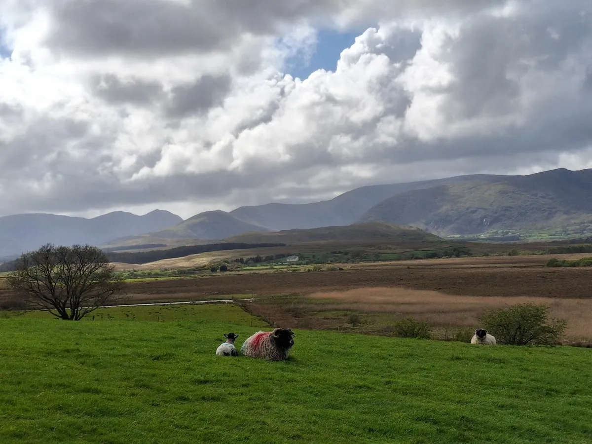 Shepard Huts to Rent Westport/Leenane - Image 3