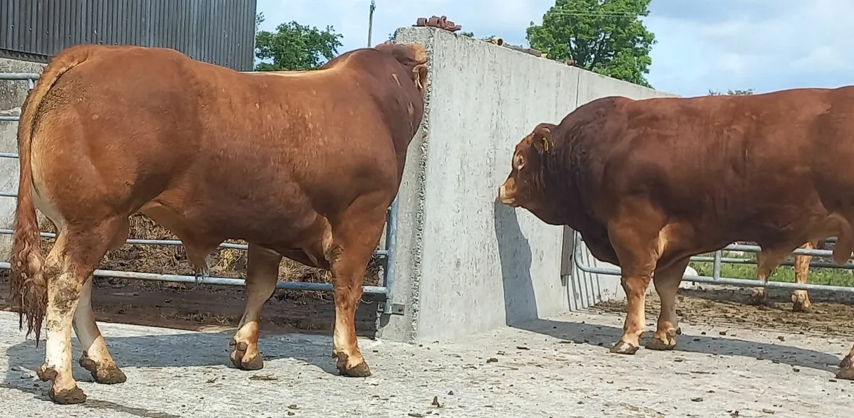 2 powerful PBR Limousin Bulls - Image 4