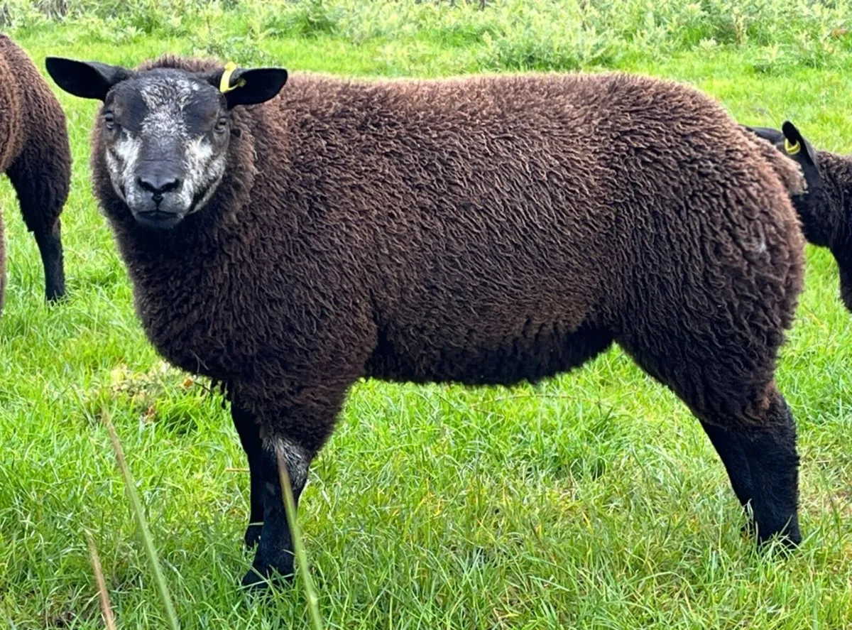 Pedigree registered Blue texel ewe lamb