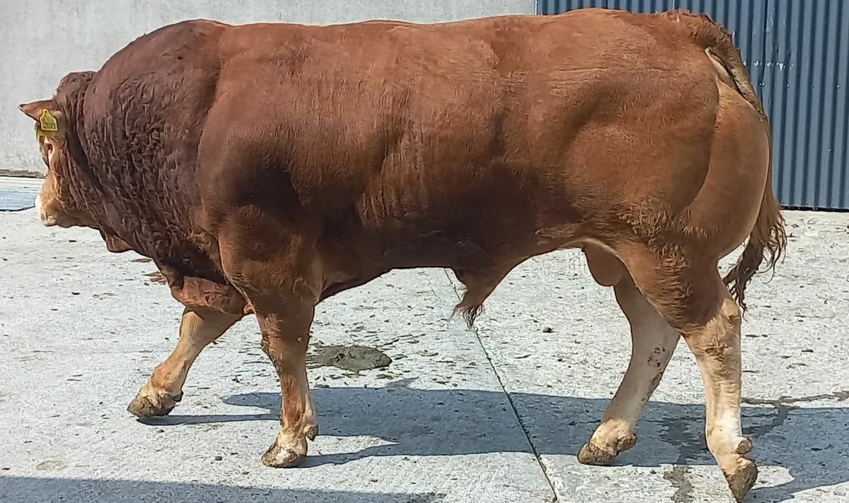 2 powerful PBR Limousin Bulls - Image 2