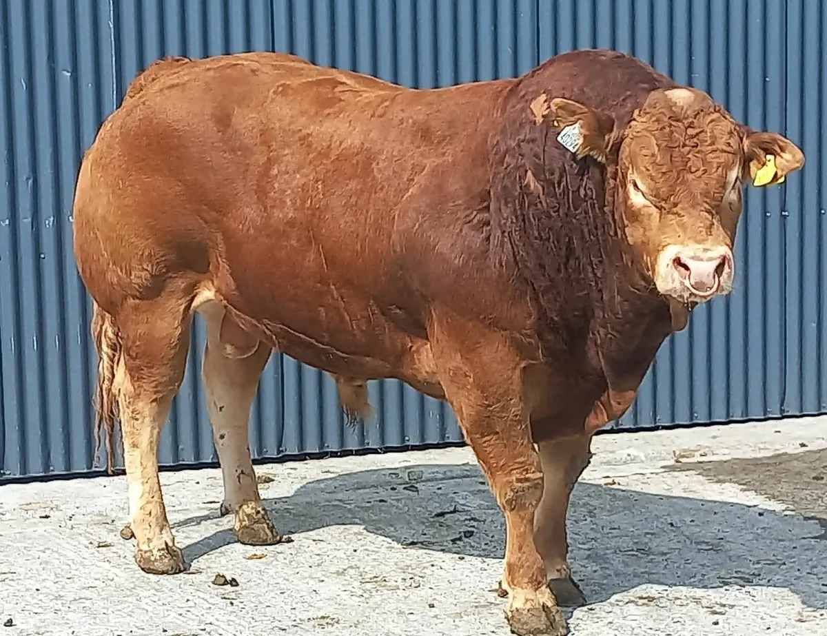 2 powerful PBR Limousin Bulls - Image 1