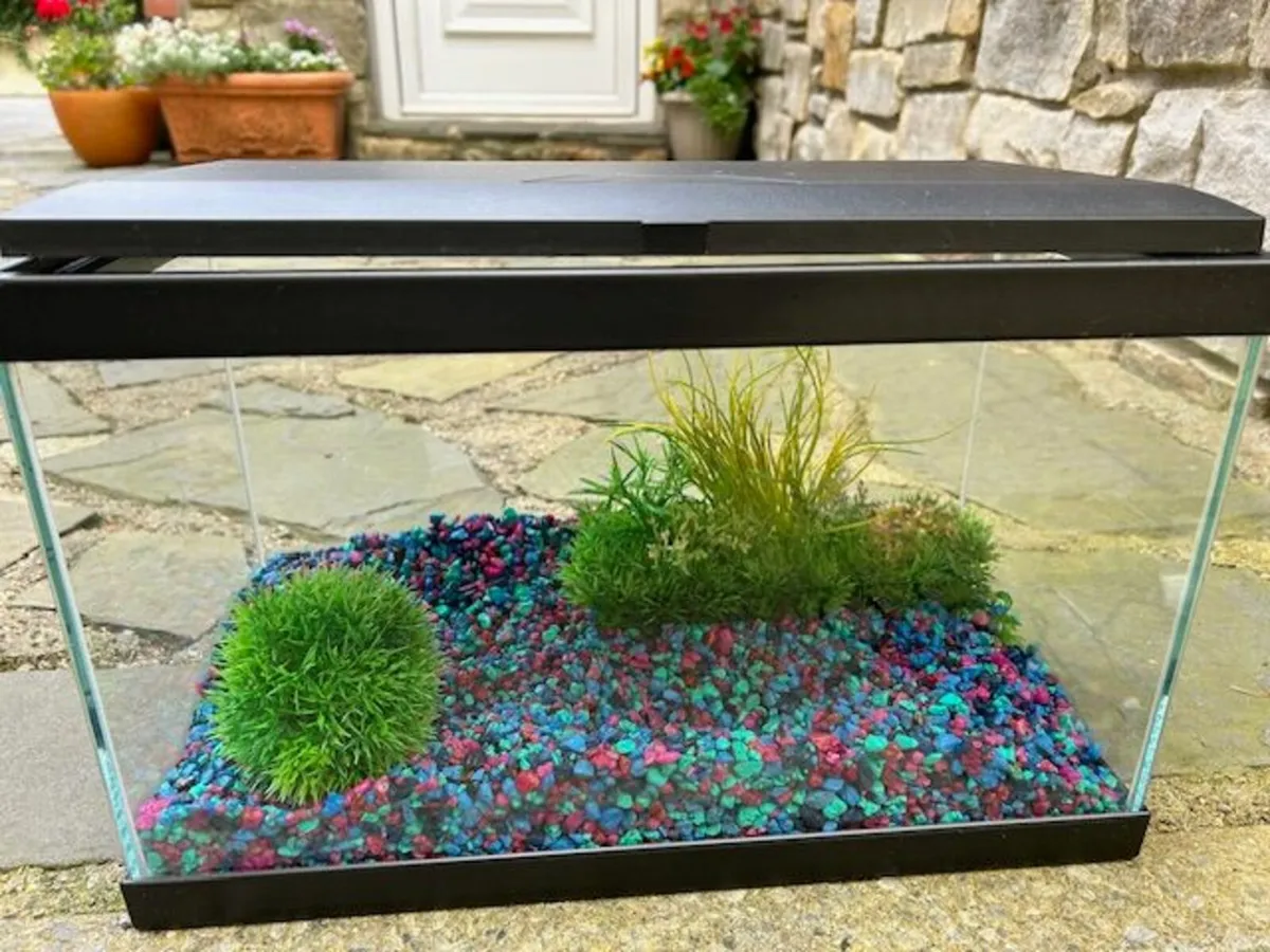 19 ltr fish tank and accessories for sale - Image 1