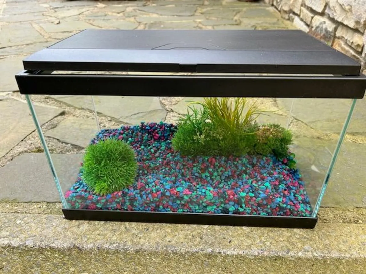 19 ltr fish tank and accessories for sale - Image 3