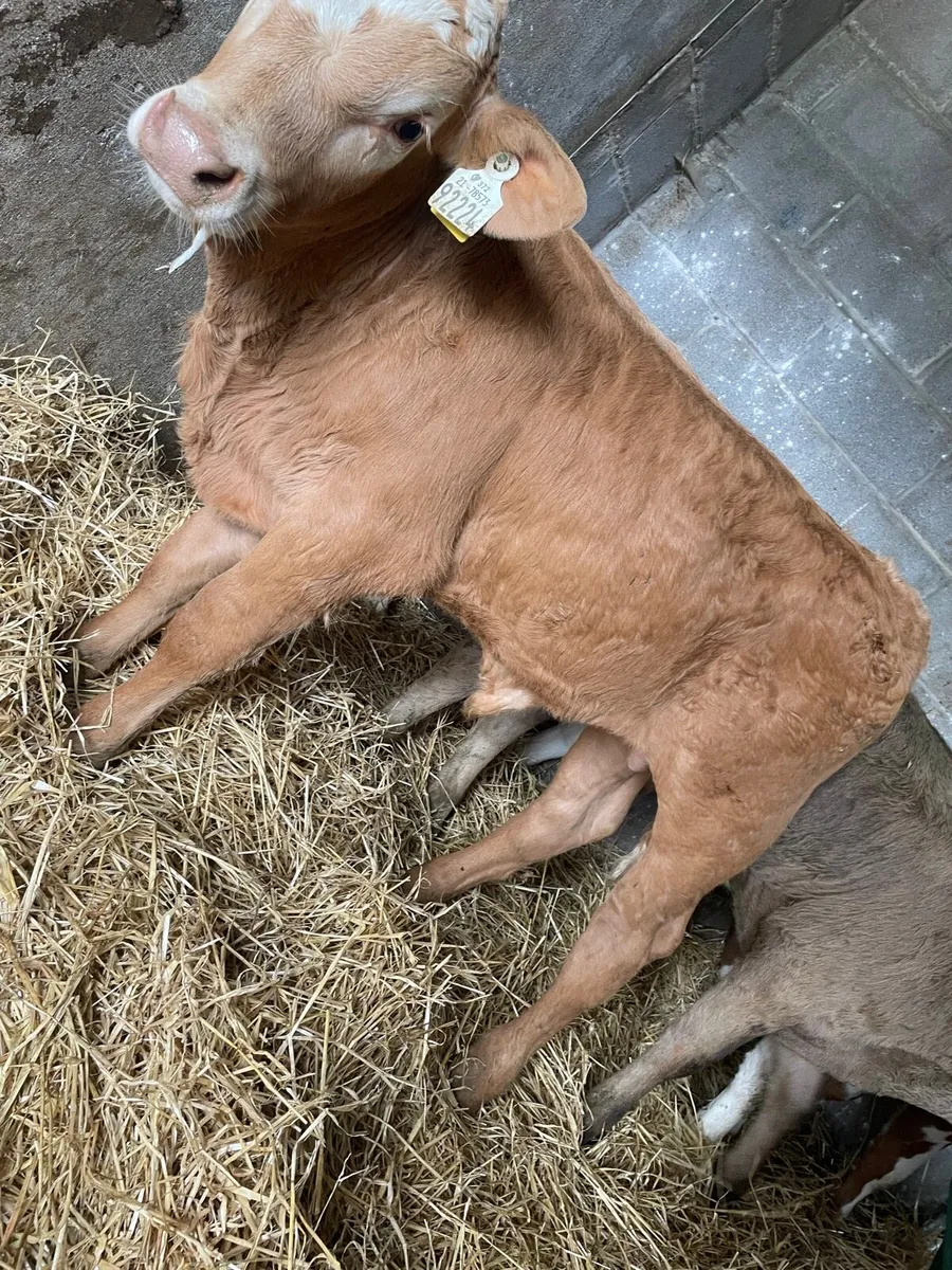 Super Charolais Bull Runners - Image 1