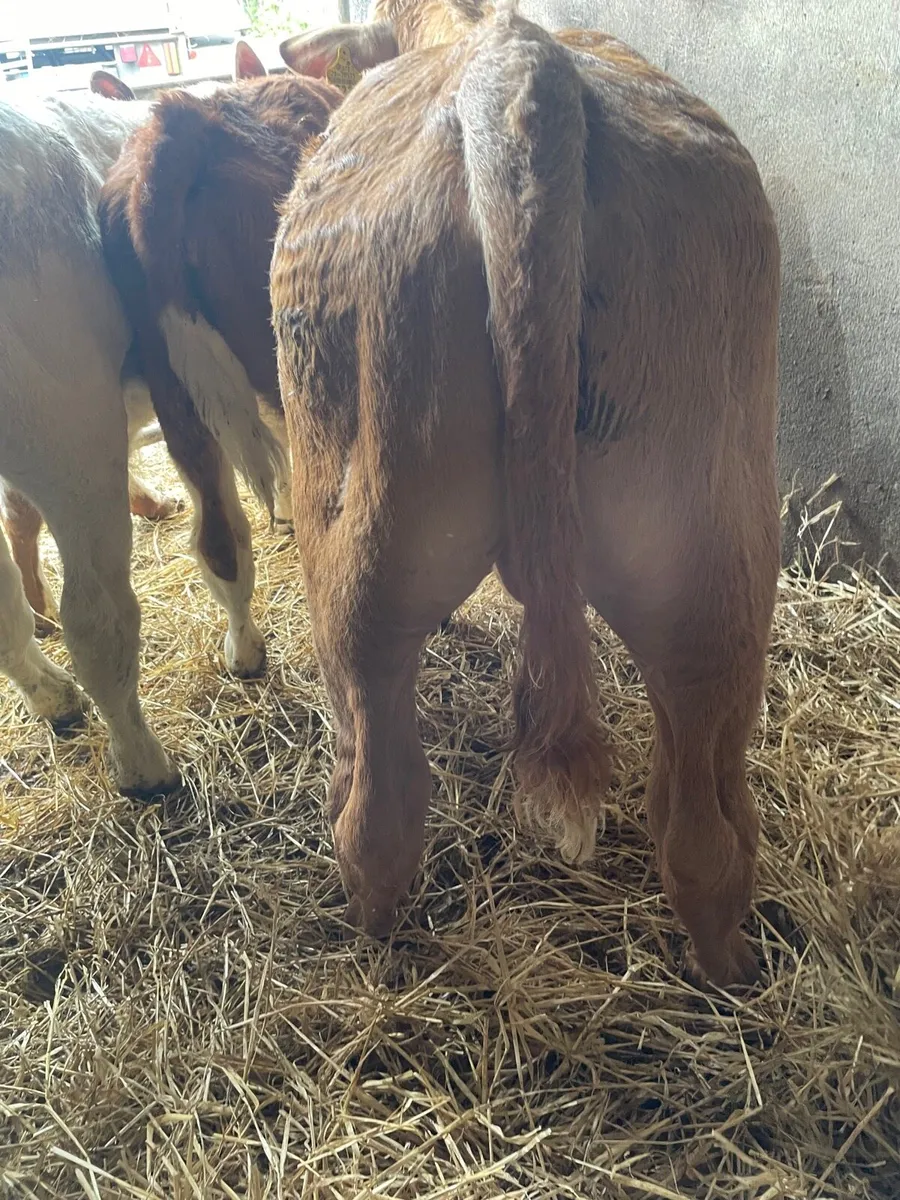 Super Charolais Bull Runners - Image 3