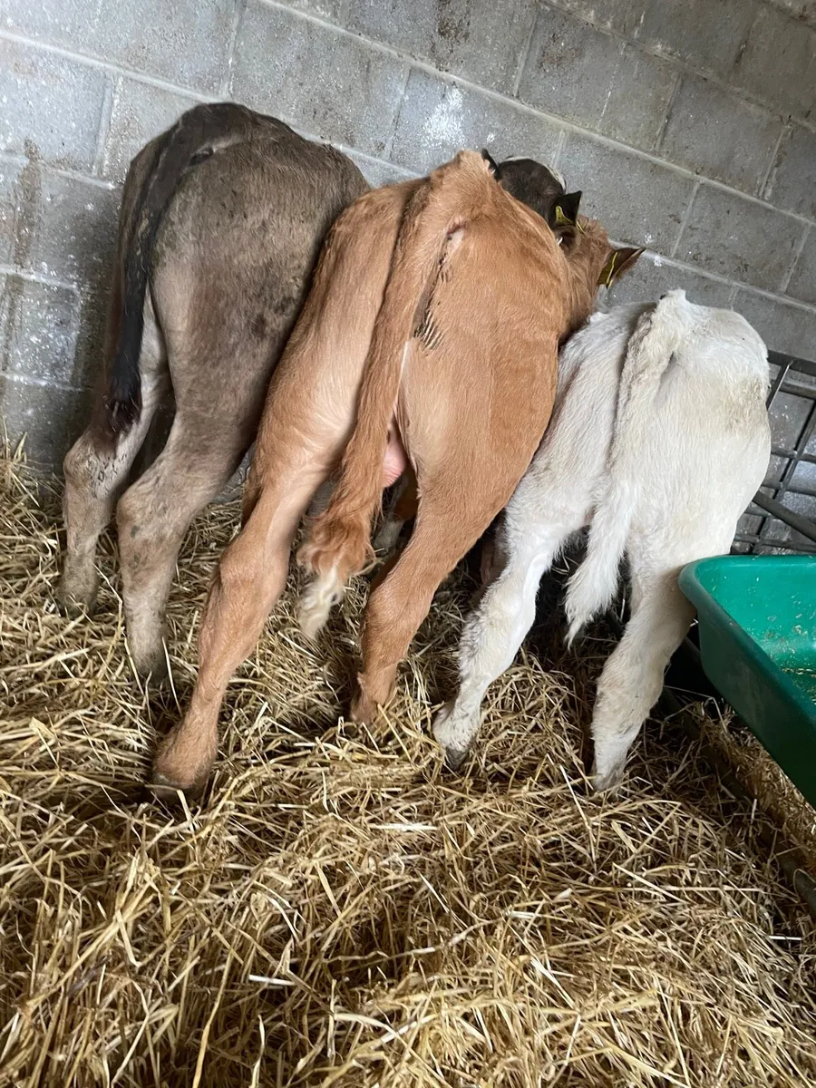 Super Charolais Bull Runners - Image 4