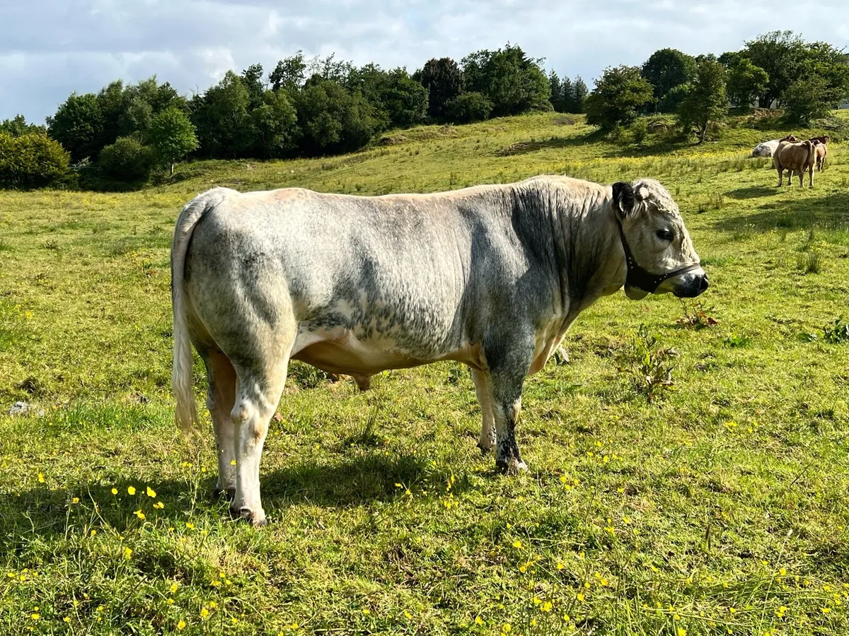 Vasectomised Teaser Bull - Image 2