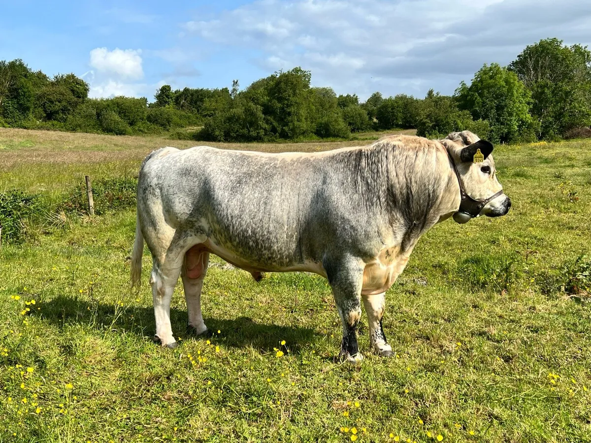 Vasectomised Teaser Bull - Image 1
