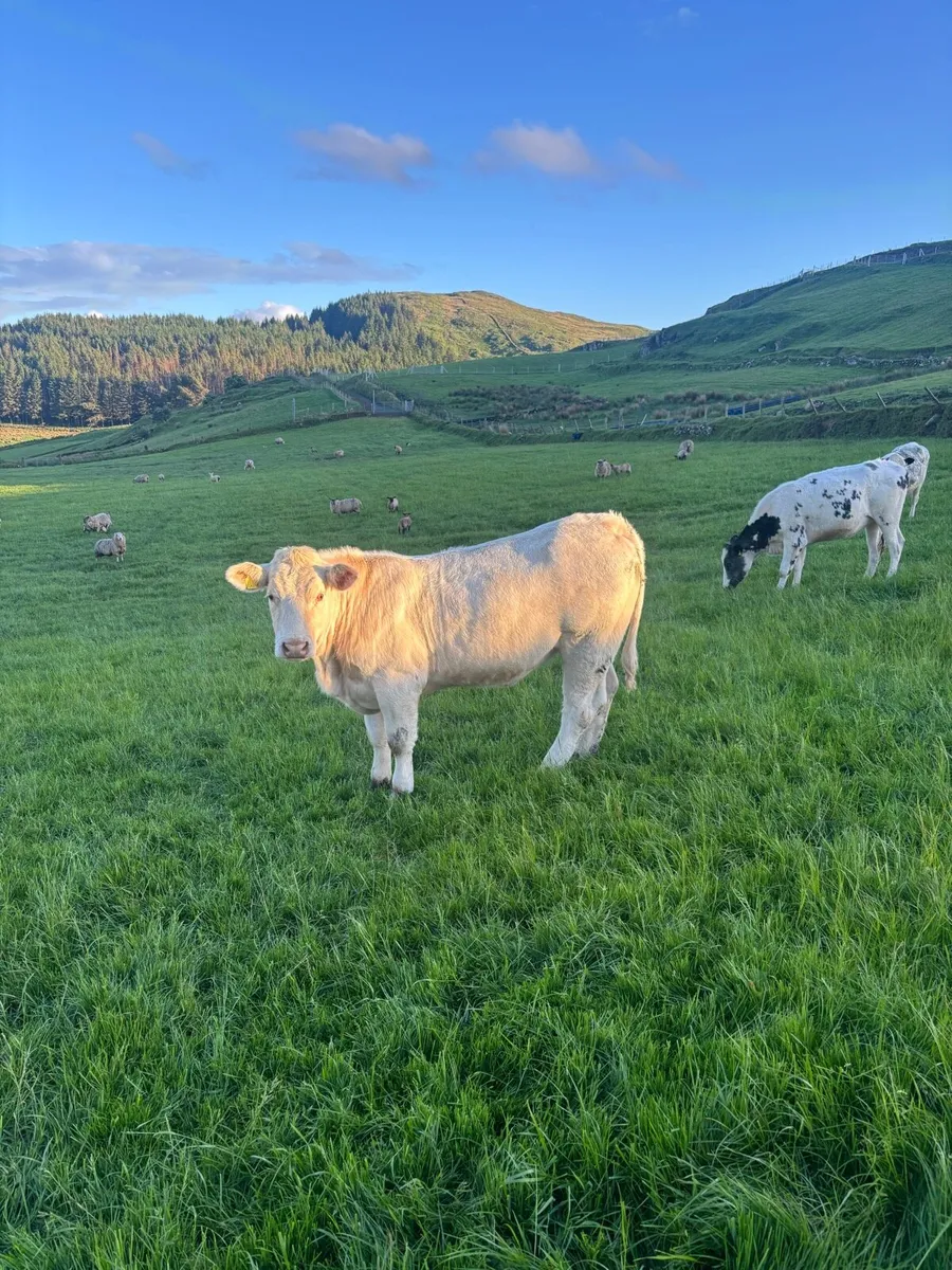 Charolais Heifers - Image 1