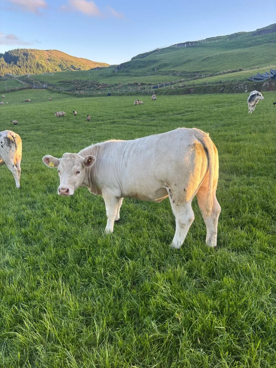 Charolais Heifers - Image 2