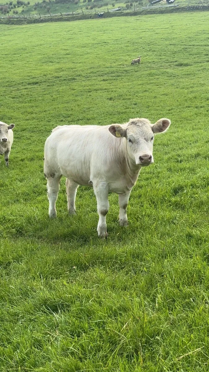Charolais Heifers - Image 3