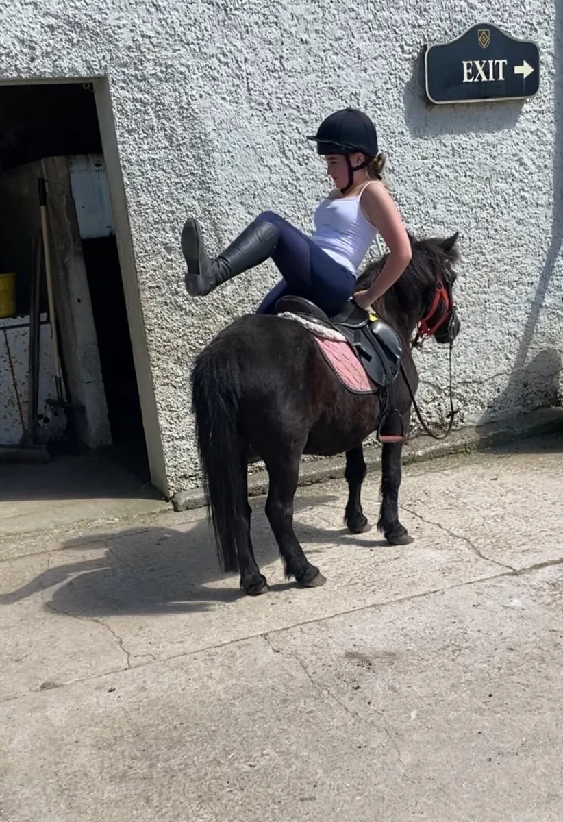 QUIET & FRIENDLY LEAD-REIN GELDING - Image 1