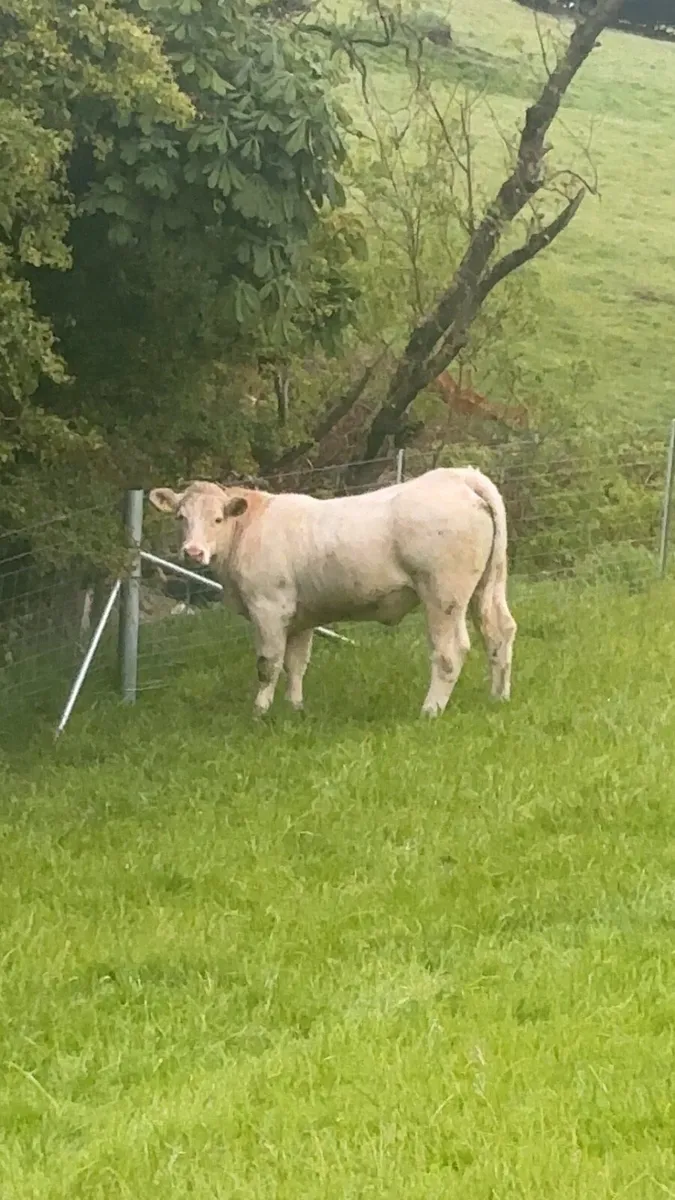Charolais Heifers - Image 4