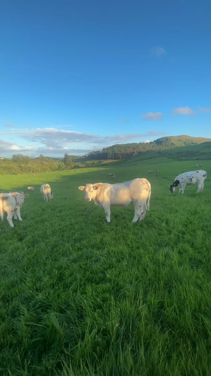 Purebred Charolais Heifers - Image 3