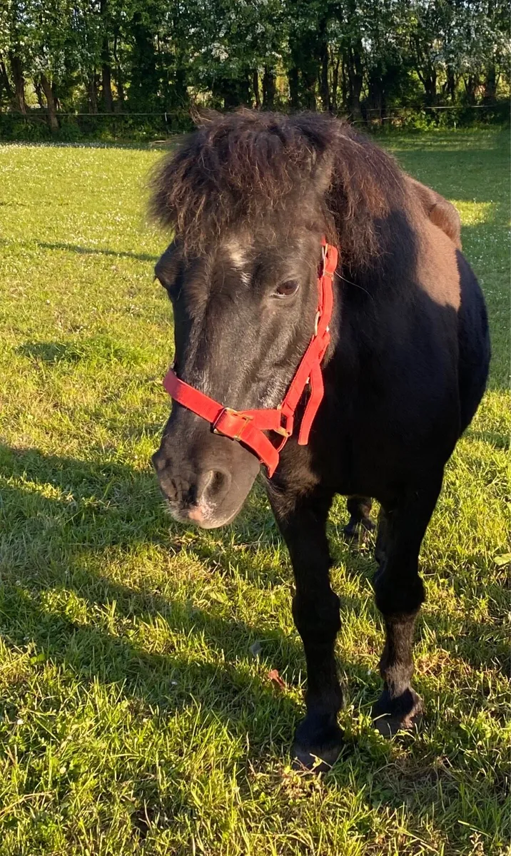 QUIET & FRIENDLY LEAD-REIN GELDING - Image 2