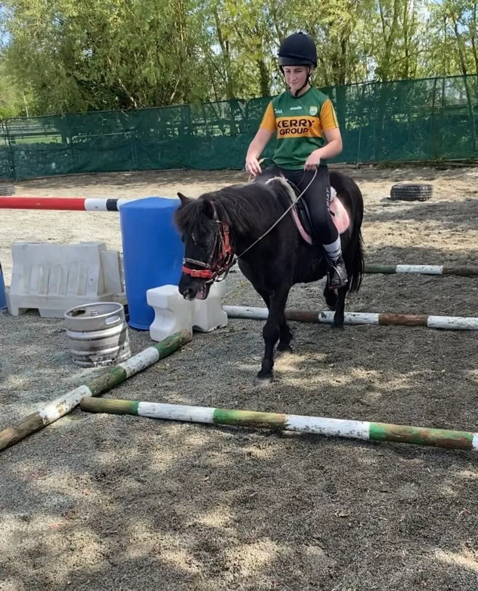 QUIET & FRIENDLY LEAD-REIN GELDING - Image 3