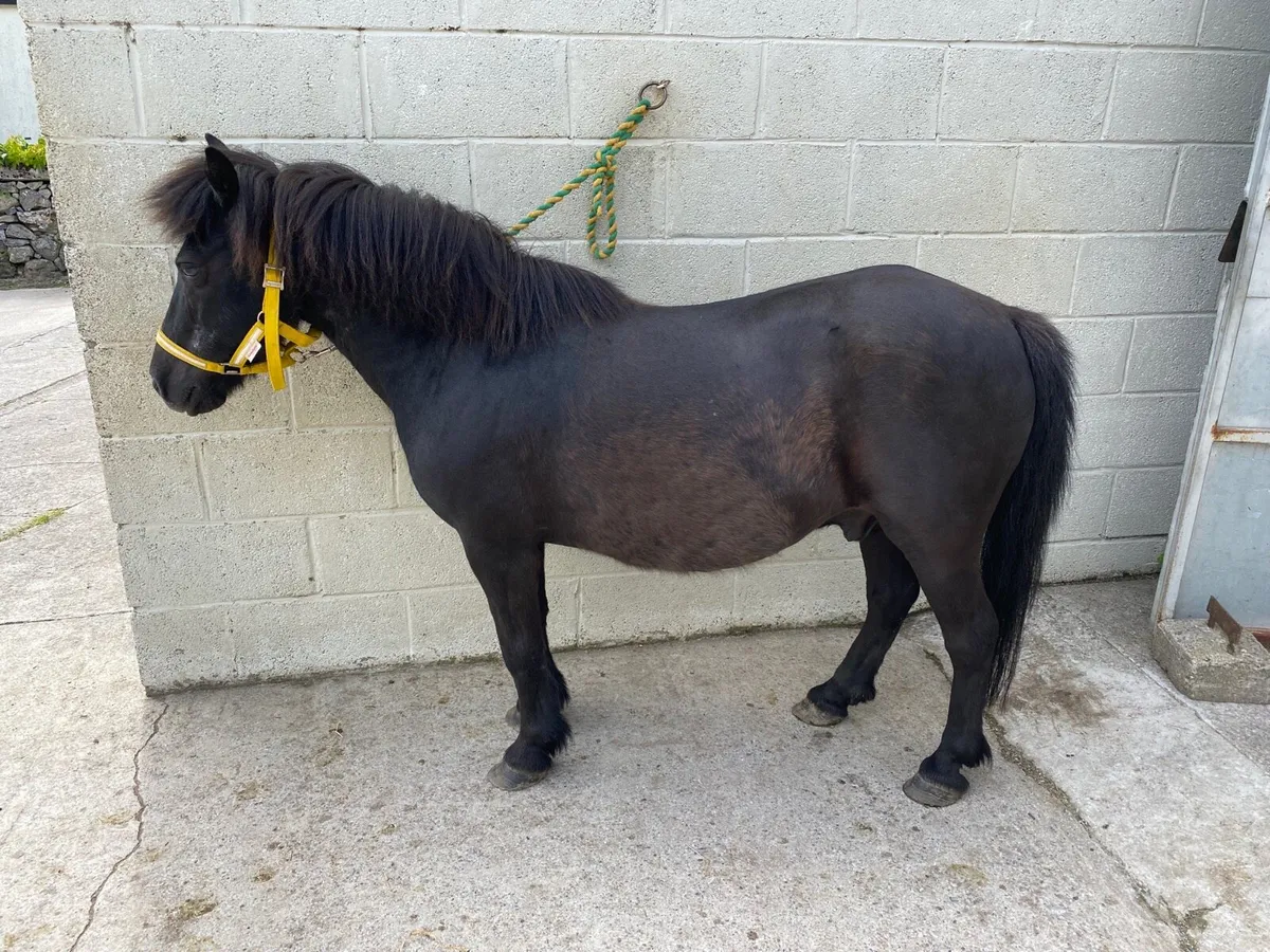 QUIET & FRIENDLY LEAD-REIN GELDING - Image 4