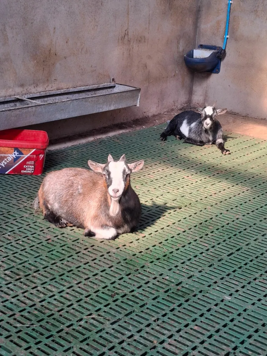 Pygmy goats - Image 2