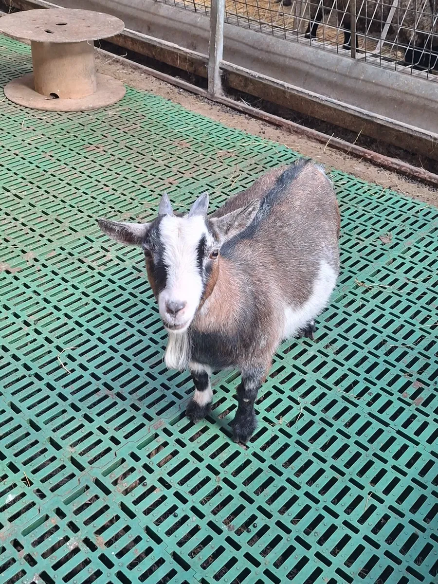 Pygmy goats - Image 3