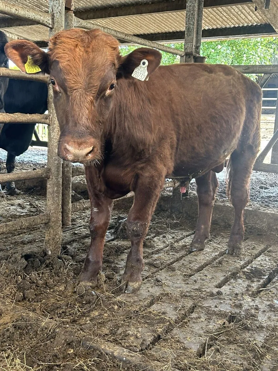 Pbr Shorthorn bull - Image 2